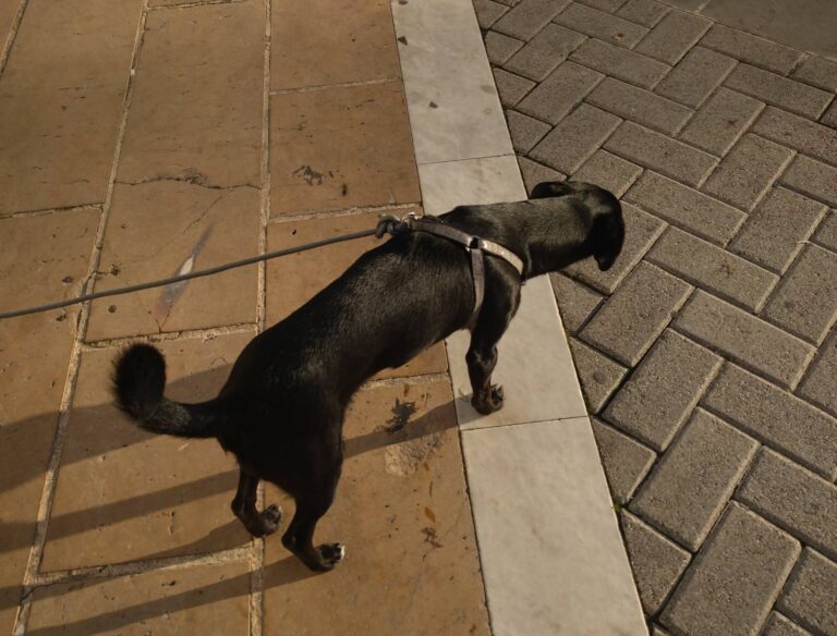 Αναζητά κάποιος τον εικονιζόμενο σκύλο ;