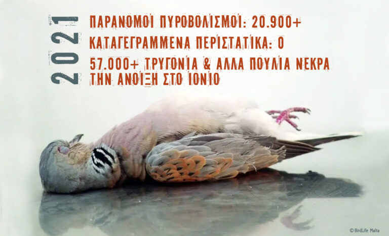 Οργιάζει η ανοιξιάτικη λαθροθηρία στο Ιόνιο!