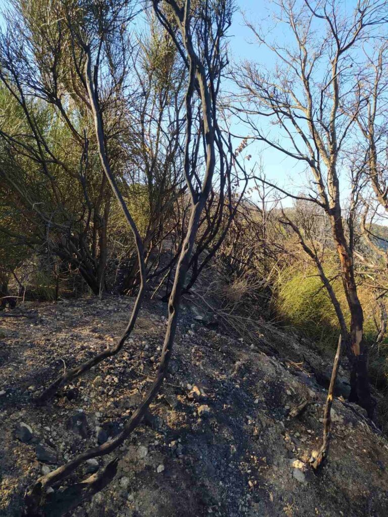 Πυρκαγιά σε πρανές οδού Καλαμιτσίου-Χορτάτων